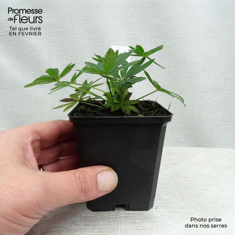 Spécimen de Lupin Gallery Yellow Godet de 8/9 cm tel que livré en hiver