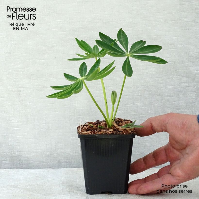 Lupinus Gallery Yellow - Lupino Vasetto da 8/9 cm esemplare consegnato in primavera