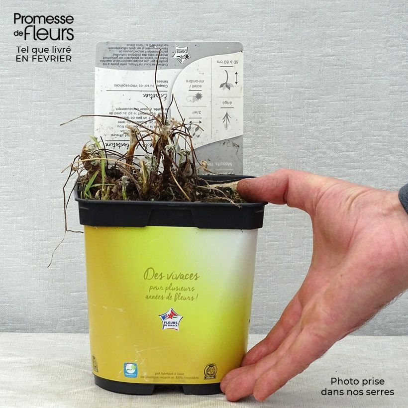 Spécimen de Lupin Gallery Yellow Pot de 2L/3L tel que livré en hiver