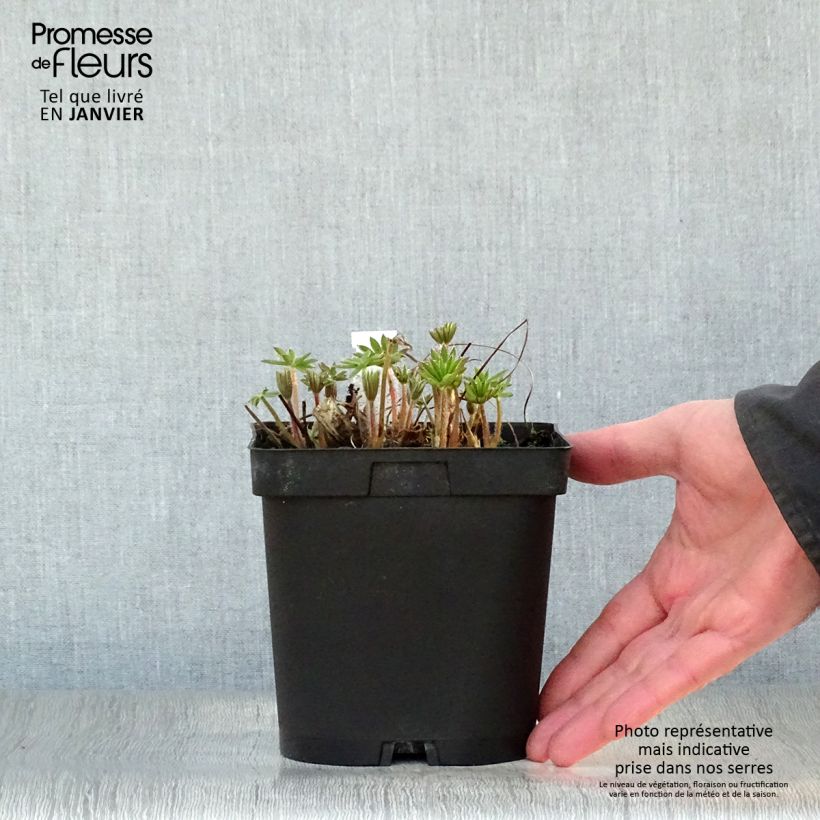 Spécimen de Lupin La Chatelaine rose Pot de 2L/3L tel que livré en hiver
