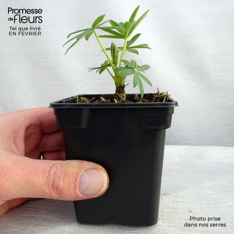 Spécimen de Lupin La Demoiselle (Noble Maiden) blanc Godet de 7/8 cm tel que livré en hiver