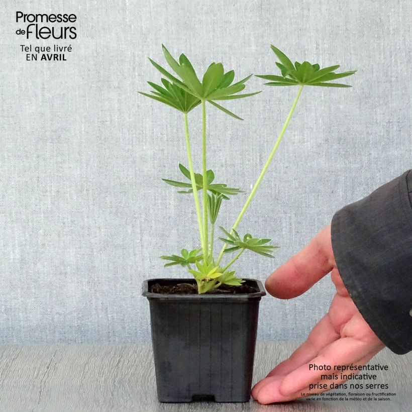 Spécimen de Lupin La Demoiselle (Noble Maiden) blanc Godet de 7/8 cm tel que livré au printemps