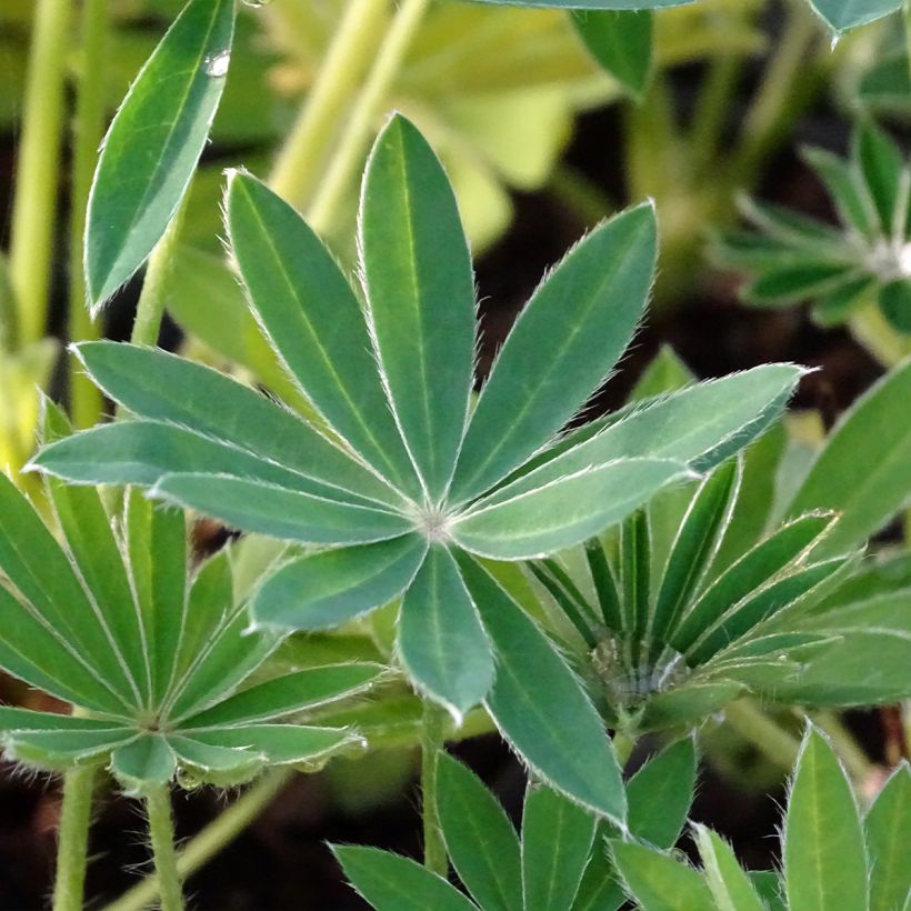 Lupin La Demoiselle (Noble Maiden) blanc (Feuillage)