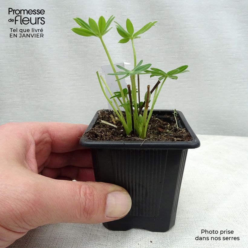 Spécimen de Lupin Le Chandelier jaune Godet de 7/8 cm tel que livré en hiver