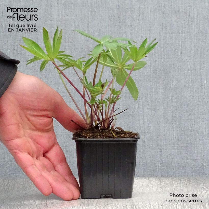 Spécimen de Lupin Le Gentilhomme (The Governor) bleu Godet de 7/8 cm tel que livré en hiver