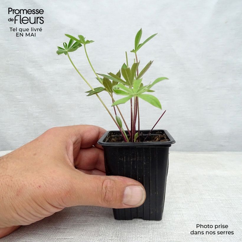 Spécimen de Lupin Le Gentilhomme (The Governor) bleu Godet de 7/8 cm tel que livré au printemps