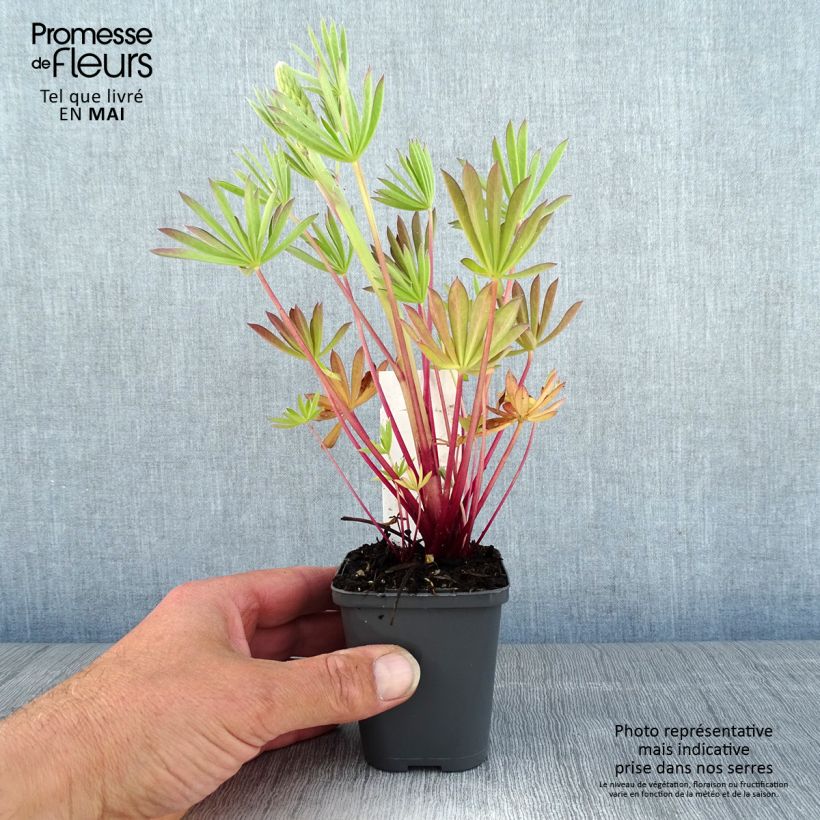 Spécimen de Lupin Minaret (Minarette) Godet de 8/9 cm tel que livré au printemps