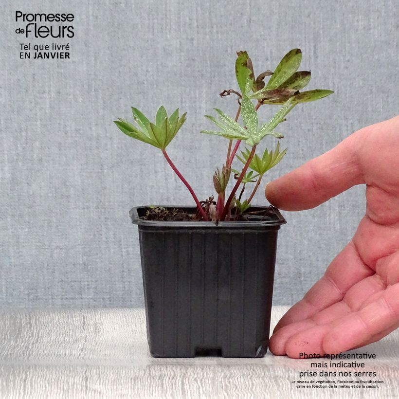 Spécimen de Lupin Mon Chateau (My Castle) rouge Godet de 7/8 cm tel que livré en hiver