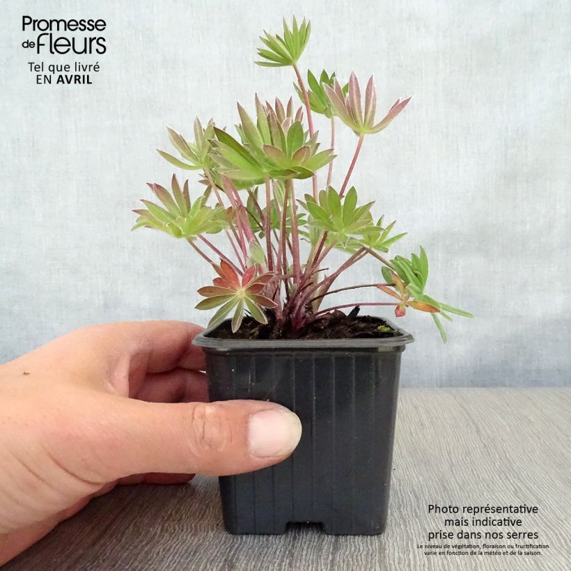 Lupinus My Castle - Lupino Vasetto da 7/8 cm esemplare consegnato in primavera