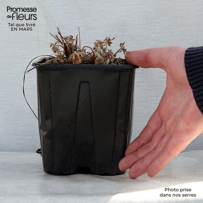 Lupinus My Castle - Lupino Vaso da 2L/3L esemplare consegnato in primavera