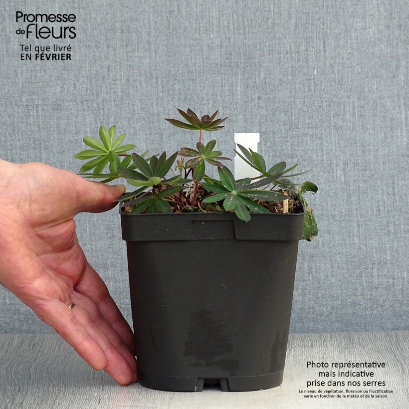 Spécimen de Lupin Mon Chateau (My Castle) rouge Pot de 2L/3L tel que livré en hiver