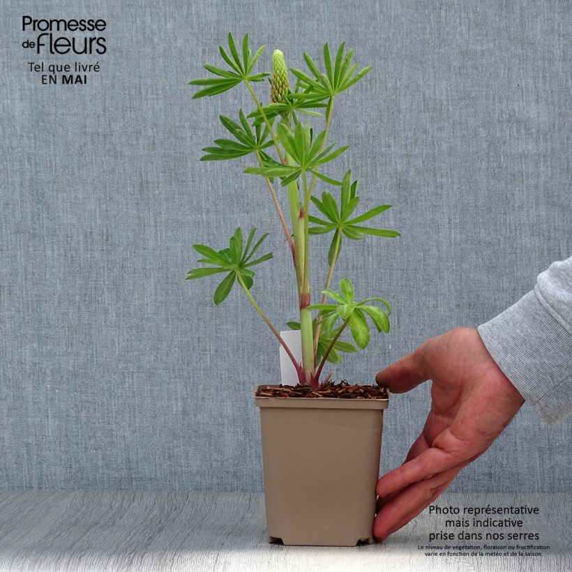 Lupinus West Country Blossom - Lupino Vaso da Ø 10 cm/11 cm esemplare consegnato in primavera