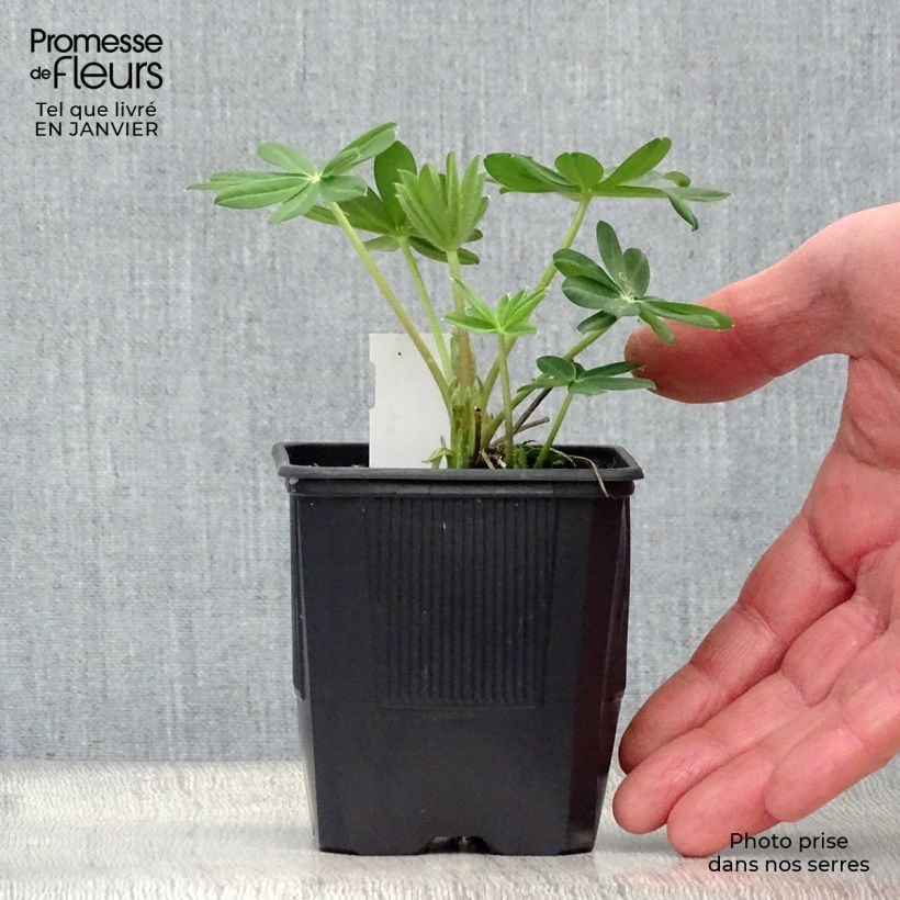 Spécimen de Lupin West Country Manhattan Lights Godet de 8/9 cm tel que livré en hiver