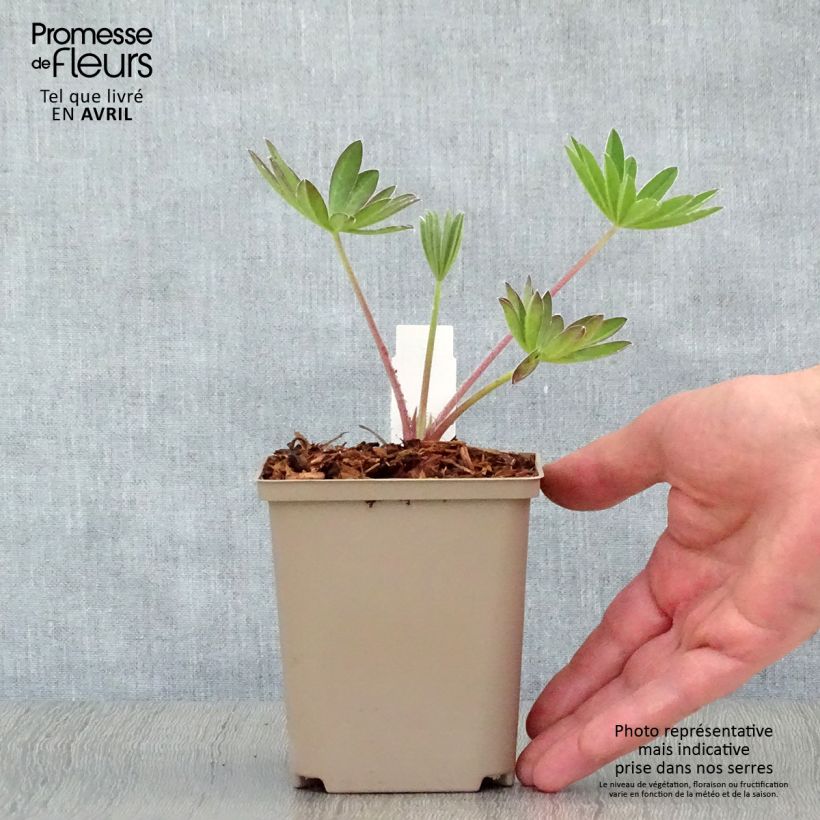 Spécimen de Lupin West Country Manhattan Lights Godet de 8/9 cm tel que livré au printemps