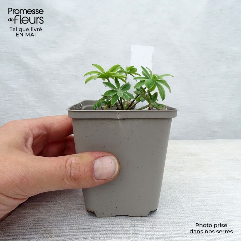 Spécimen de Lupin West Country Masterpiece Godet de 8/9 cm tel que livré au printemps