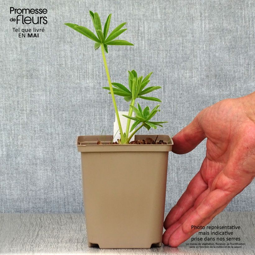 Spécimen de Lupin West Country Polar Princess blanc Pot de 10 cm/11cm tel que livré au printemps