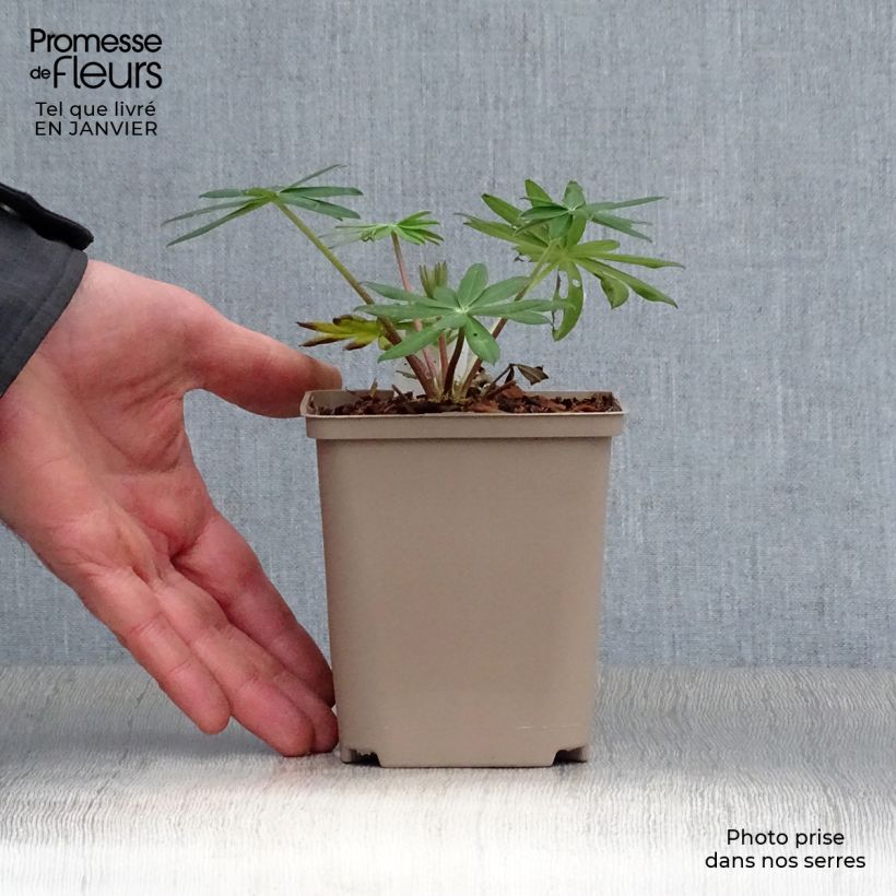Spécimen de Lupin West Country Red Rum rose-rouge et blanc. Pot de 10 cm/11cm tel que livré en hiver