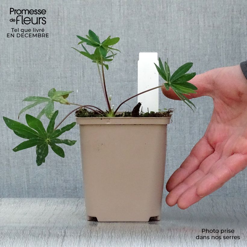 Spécimen de Lupin West Country Tequila Flame rouge et jaune Pot de 10 cm/11cm tel que livré en hiver