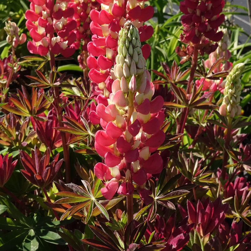 Lupin West Country Tequila Flame rouge et jaune (Floraison)