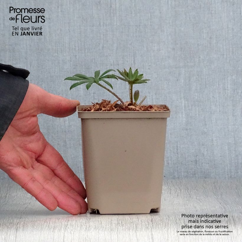 Spécimen de Lupin West Country Terracotta Pot de 10 cm/11cm tel que livré en hiver