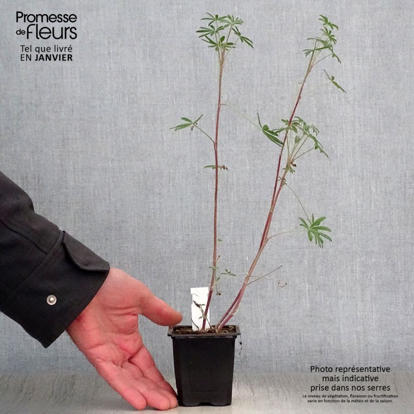 Spécimen de Lupin arboreus Godet de 7/8 cm tel que livré en hiver