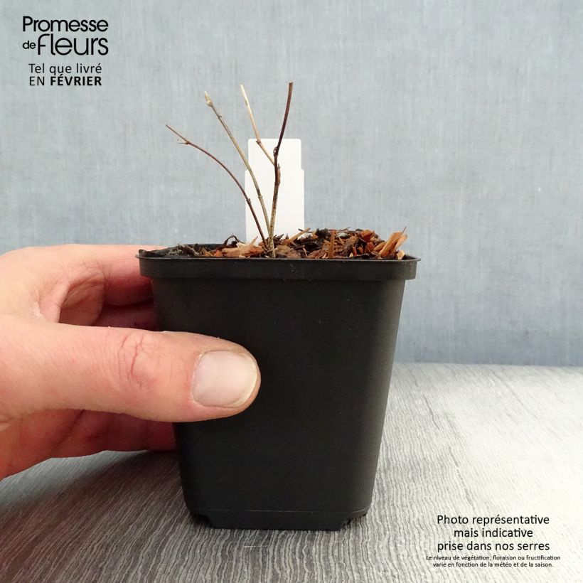 Spécimen de Lupin indigo - Baptisia Purple Smoke Godet de 8/9 cm tel que livré en hiver