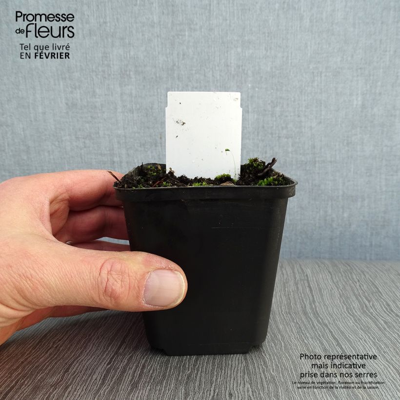 Spécimen de Lupin indigo, Baptisia australis Godet de 8/9 cm tel que livré en hiver