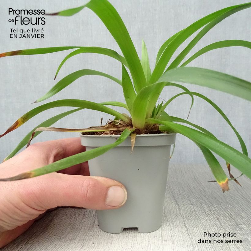 Spécimen de Luzula sylvatica - Luzule des bois Godet de 8/9 cm tel que livré en hiver