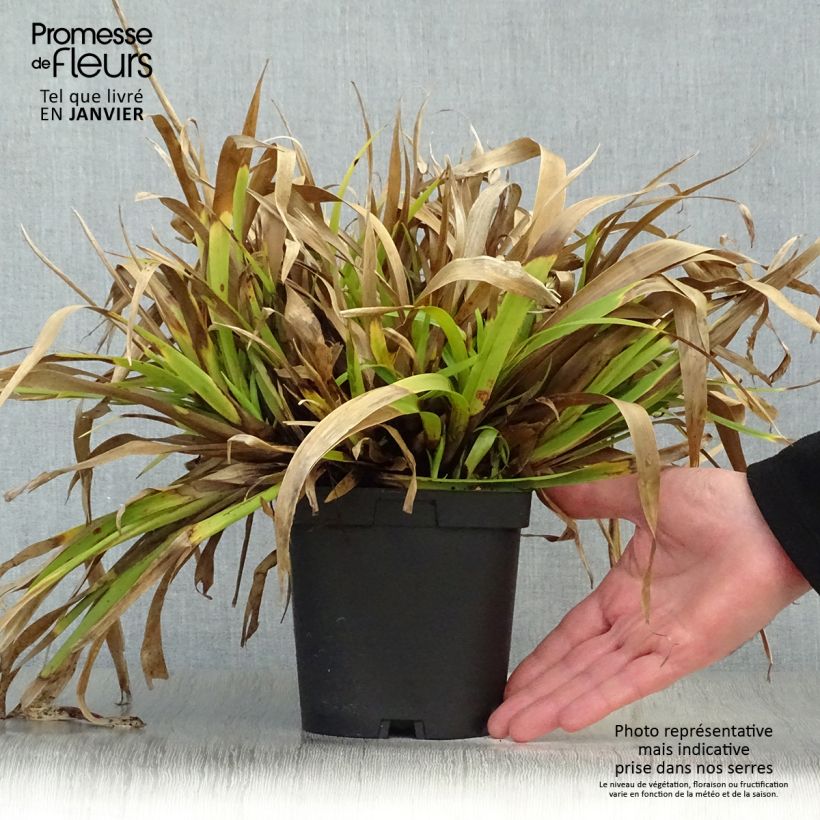 Spécimen de Luzula sylvatica - Luzule des bois Pot de 2L/3L tel que livré en hiver