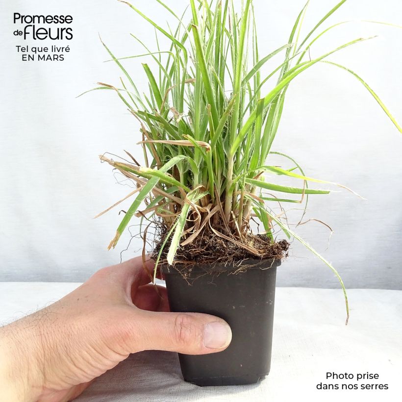 Spécimen de Luzule blanche - Luzula nivea Godet de 8/9 cm tel que livré en hiver