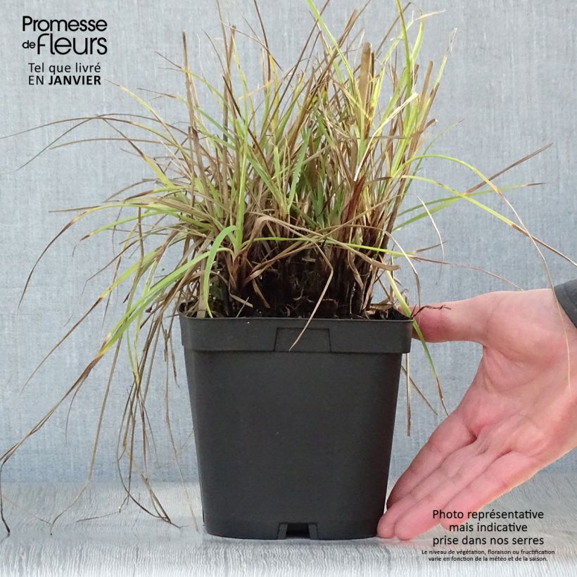 Spécimen de Luzule blanche - Luzula nivea Pot de 2L/3L tel que livré en hiver