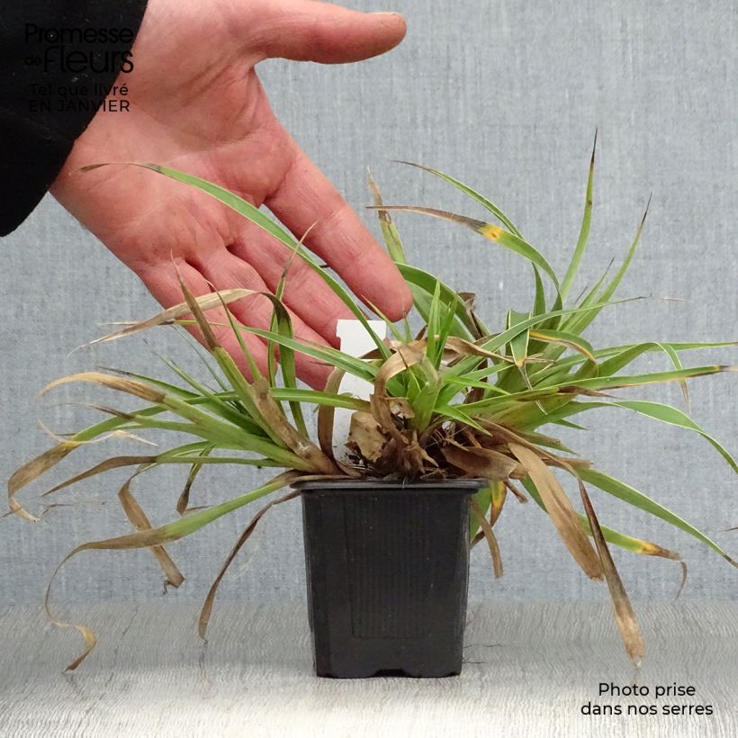 Spécimen de Luzule des bois - Luzula sylvatica Marginata Godet de 8/9 cm tel que livré en hiver