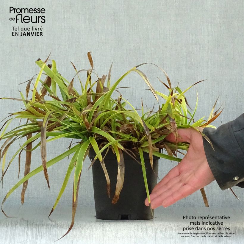 Spécimen de Luzule des bois - Luzula sylvatica Marginata Pot de 2L/3L tel que livré en hiver