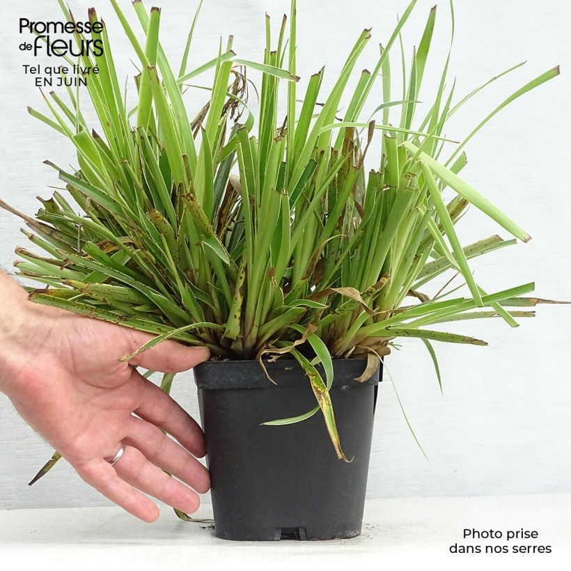 Spécimen de Luzule des bois - Luzula sylvatica Marginata Pot de 2L/3L tel que livré en été