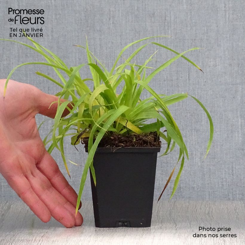 Spécimen de Luzule des bois- Luzula sylvatica Solar Flare Godet de 8/9 cm tel que livré en hiver