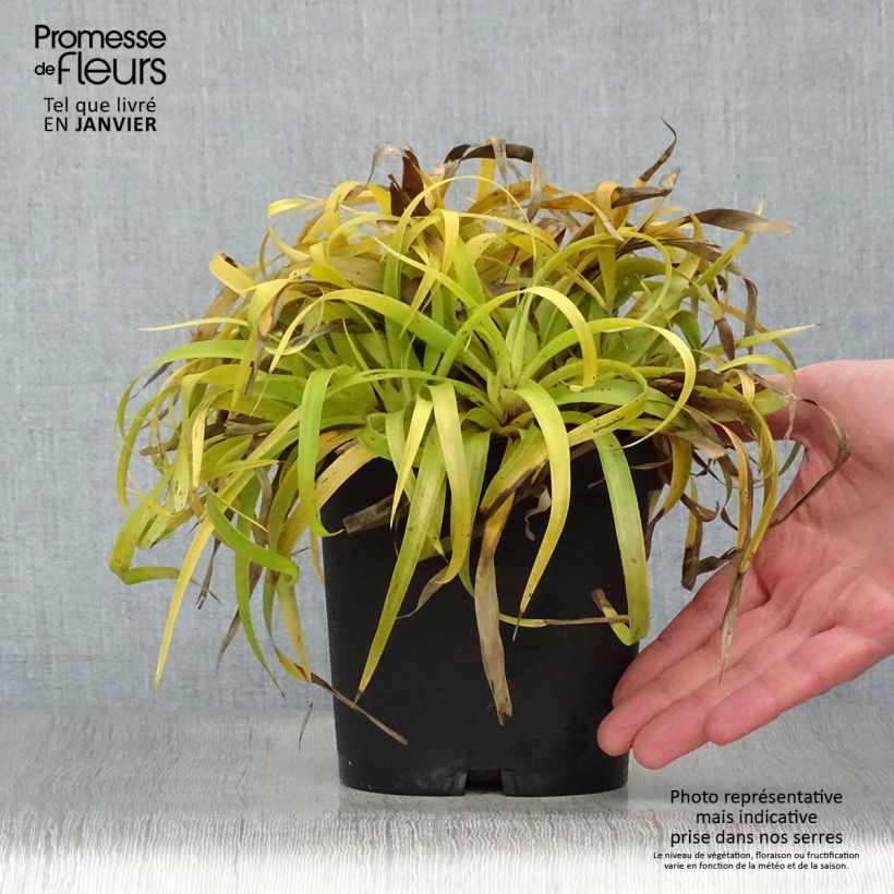 Spécimen de Luzule des bois- Luzula sylvatica Solar Flare Pot de 2L/3L tel que livré en hiver