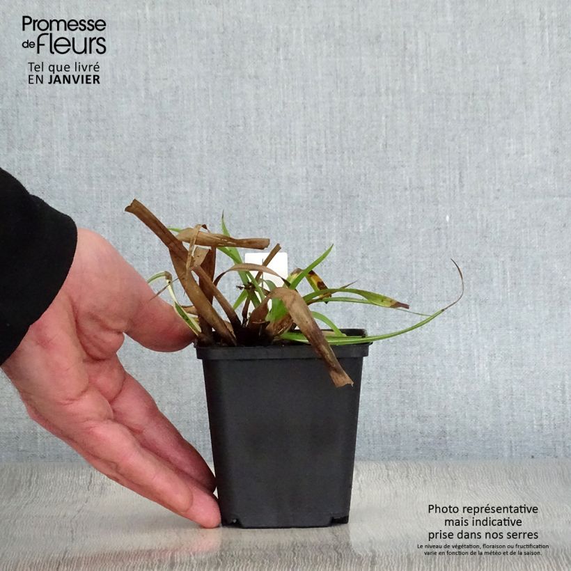 Spécimen de Luzule des bois - Luzula sylvatica Surprise Godet de 8/9 cm tel que livré en hiver