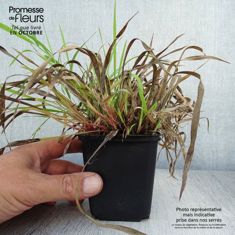 Spécimen de Luzule printanière - Luzula pilosa Godet de 8/9 cm tel que livré en automne
