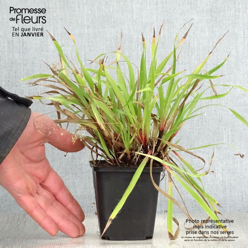 Spécimen de Luzule printanière - Luzula pilosa Godet de 8/9 cm tel que livré en hiver