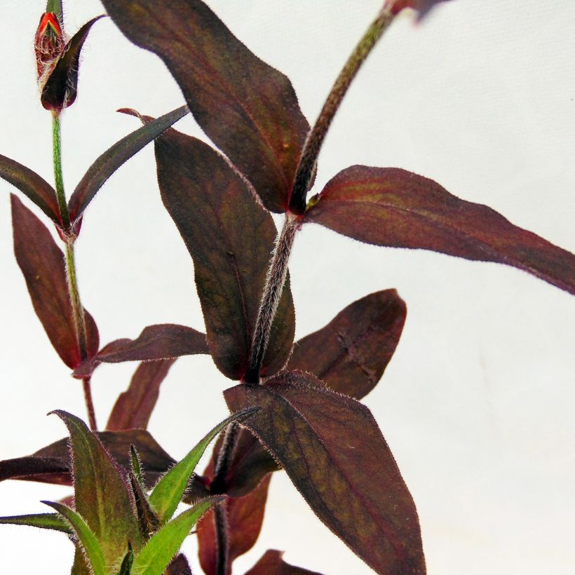 Lychnis arkwrightii Vesuvius (Folhagem)