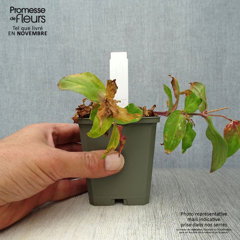 Spécimen de Lychnis Arkwrightii Vesuvius Godet de 8/9 cm tel que livré en automne
