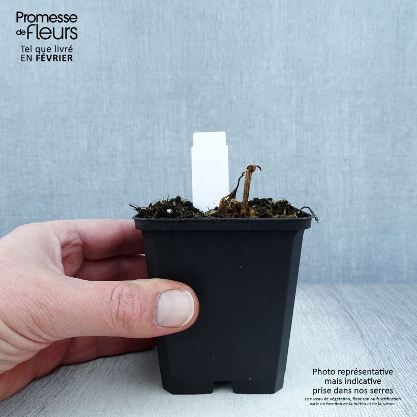 Spécimen de Lychnis Arkwrightii Vesuvius Godet de 8/9 cm tel que livré en hiver