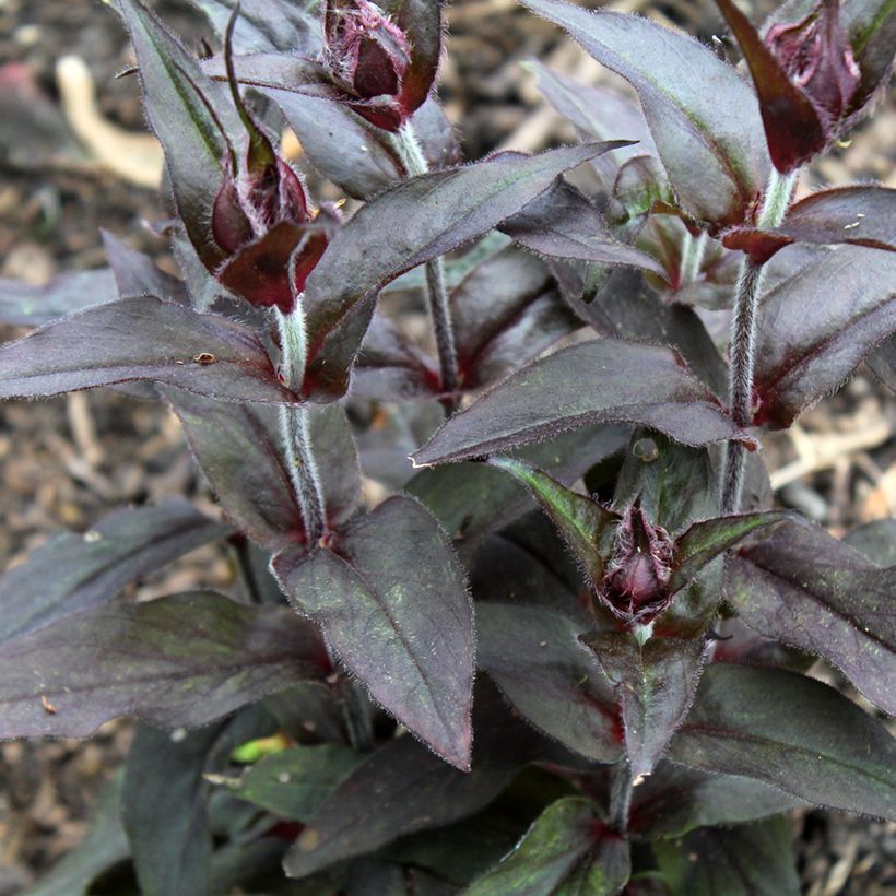 Lychnis Arkwrightii Vesuvius (Feuillage)