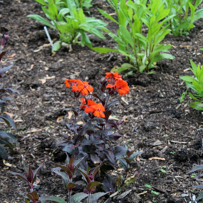 Lychnis Arkwrightii Vesuvius (Port)