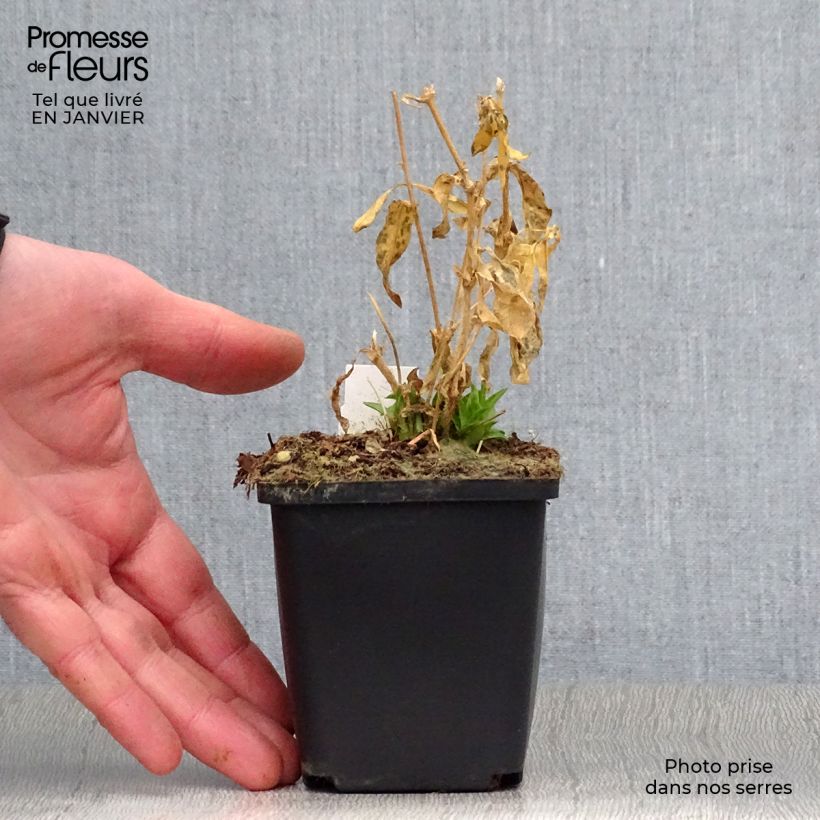 Spécimen de Lychnis chalcedonica Alba - Croix de Jérusalem blanche Godet de 8/9 cm tel que livré en hiver