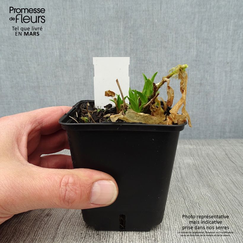 Spécimen de Lychnis chalcedonica Croix de Malte Godet de 8/9 cm tel que livré en hiver