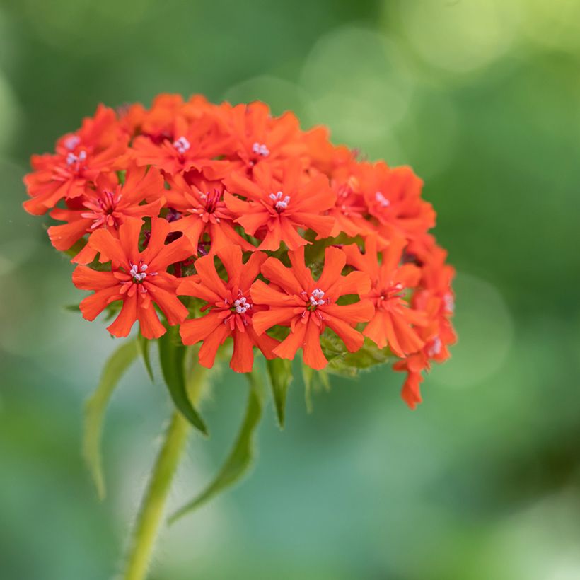 Lychnis chalcedonica Croix de Malte (Floraison)