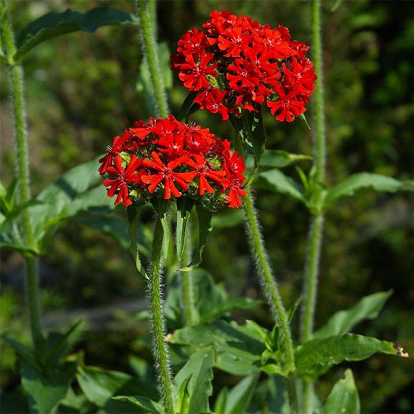 Lychnis chalcedonica Flore Pleno (Floração)