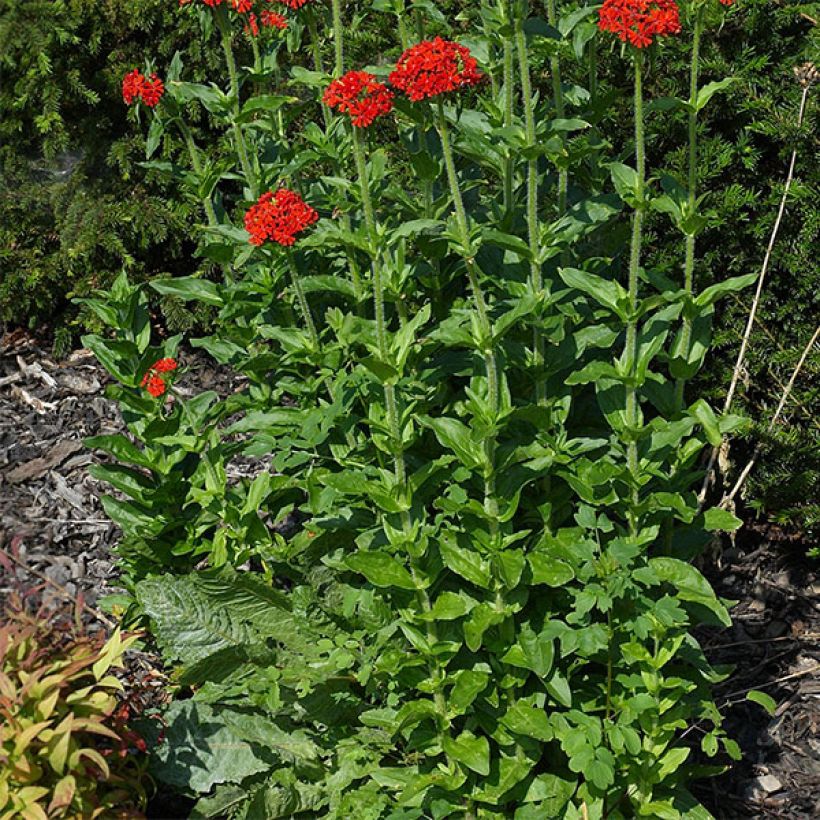 Lychnis chalcedonica Flore Pleno (Hábito)