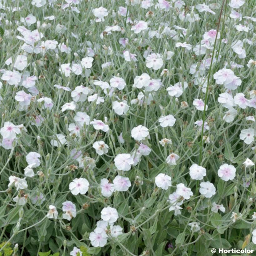 Lychnis coronaria Alba - Coquelourde des jardins blanche (Floraison)